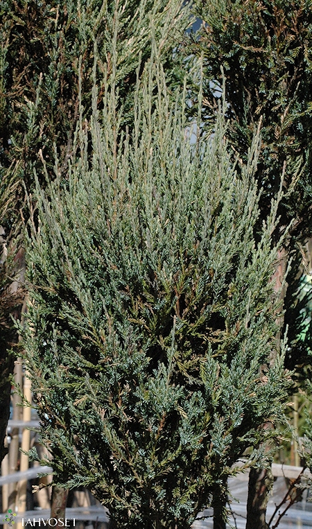 Juniperus scopulorum 'Blue Arrow', kalliovuortenkataja